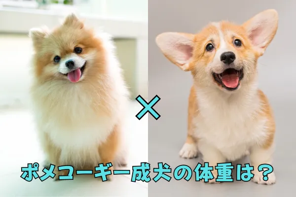 ポメラニアンとコーギーの子犬が並んで座っていて、ミックス犬※コーギーは成犬の体重はどのくらいになるか気になる
