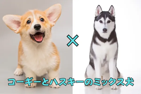 コーギーとハスキーのミックス犬の名前はホーギーであるとコーギーの子犬とハスキーが並んでお座りしている