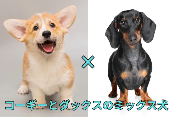 コーギーとダックスが並んで、ミックス犬の名前はドーギーがお座りしている