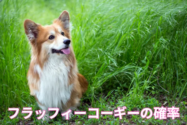 フラッフィーコーギーが低い確率ながらも生まれて、草原でお座りしている