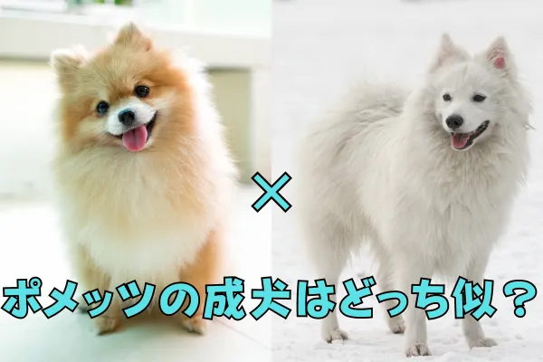 ポメラニアンとスピッツが並んでいて ミックス犬のポメッツの成犬は可愛くないのではと想像されているところ