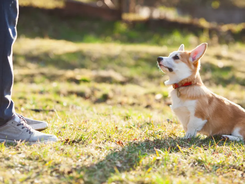 コーギーの飼い方が共働きの夫婦の旦那さんがコーギーをしつけている