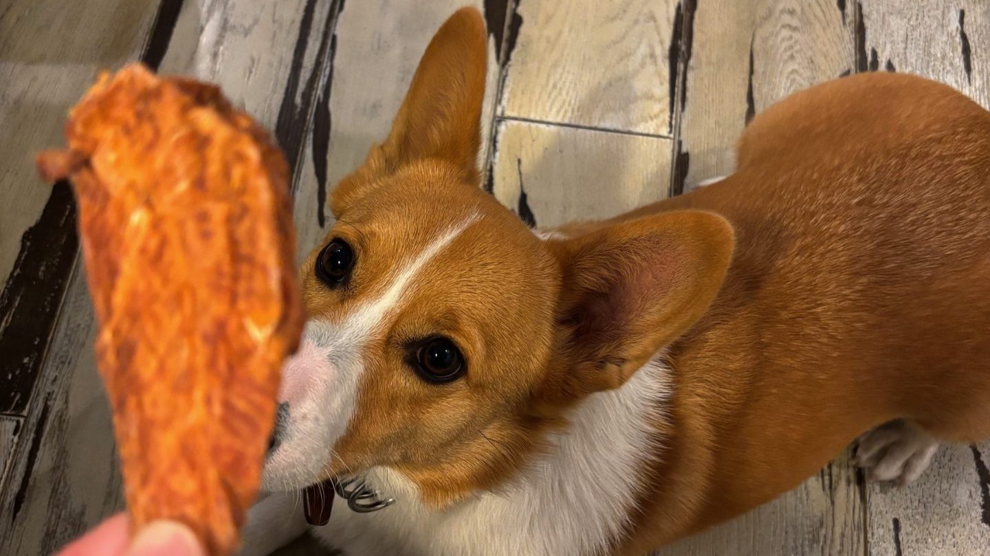 直径10㎝はあるチキンテンダーを見上げる愛犬