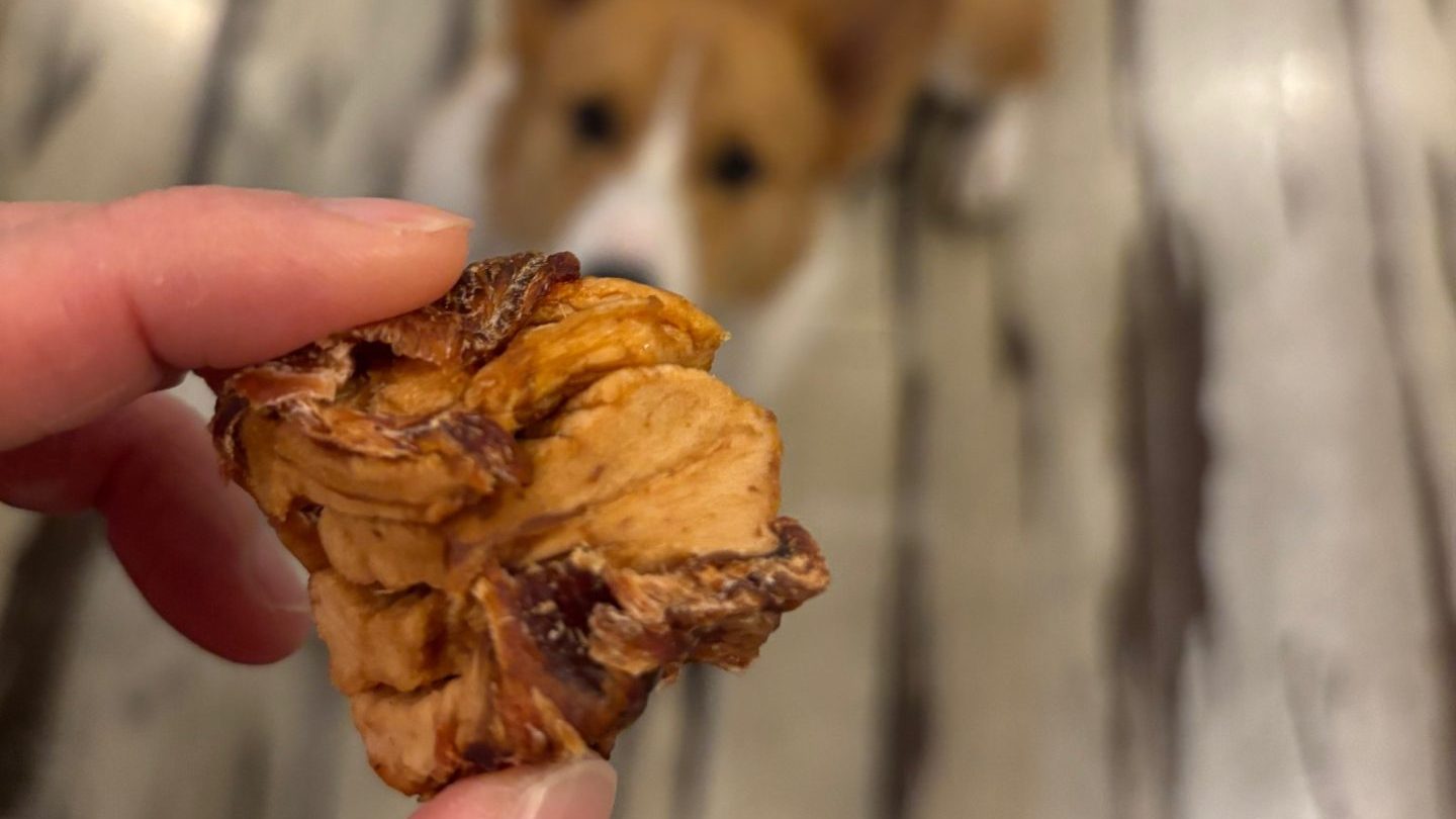 アップル＆チキンに興味津々の愛犬