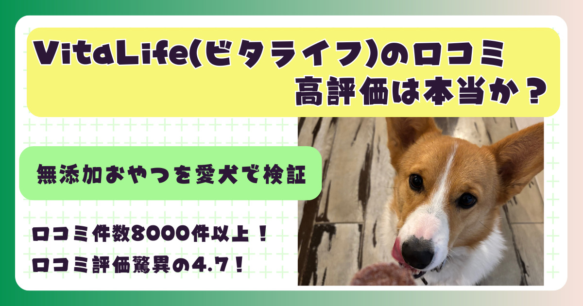コーギーがビタライフのおやつを舌を出して食べようとしているところ