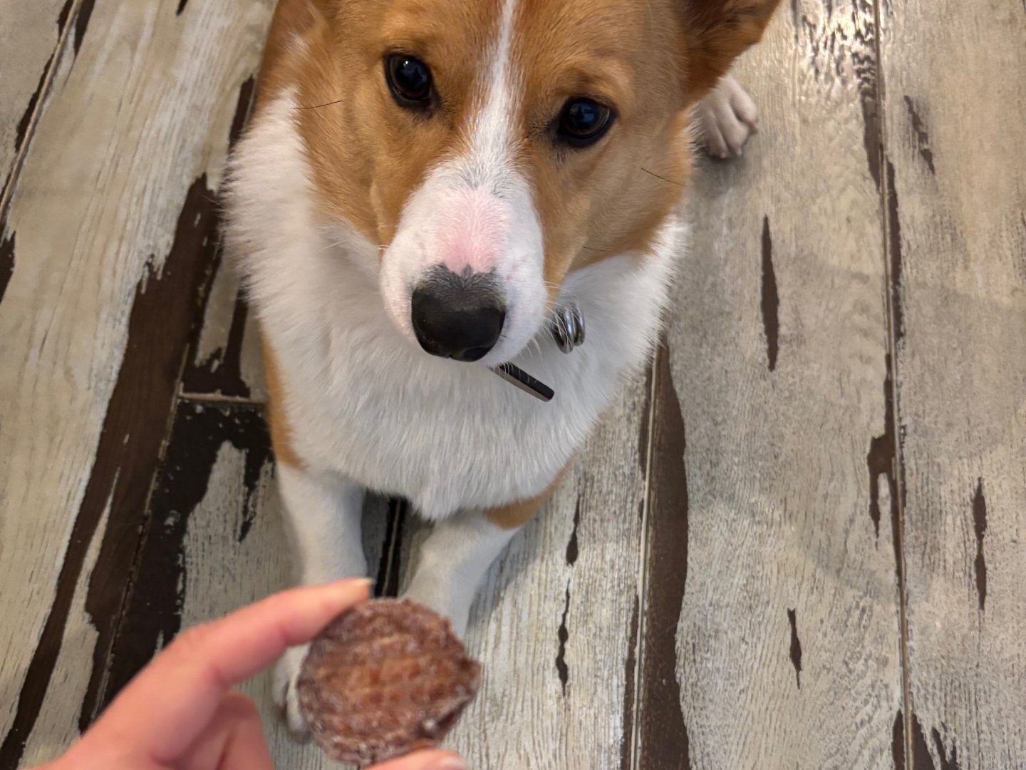 チキンチップスをもらうために伏せをしている愛犬